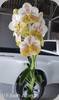 Vanda Edwin Alberto